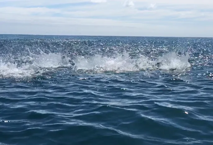 Inshore Fishing (Half day)